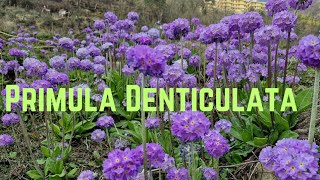 Primula Denticulata Beautiful Wild Flower😇 [upl. by Pearla264]