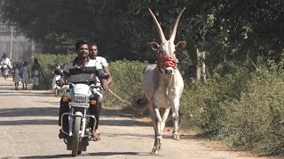 Kolur dore 107 Hori habba Jallikattu Hallikar bull Running Excercise  Haveri [upl. by Shalne815]