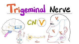 Trigeminal Nerve5th Cranial Nerve CN V — Ophthalmic V1 Maxillary V2 and Mandibular V3 [upl. by Bordie798]