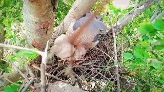 how to care for baby bird fallen from nest  what to feed a nesting  baby bird attached  Falcon [upl. by Ethyl794]