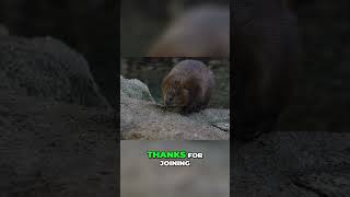 Beavers Guardians of Ecological Health animalfacts animaldocumentary 316 [upl. by Figone]