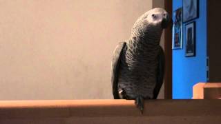 TALKING PARROT TALKS UNKNOWN FUNNY LANGUAGE SPRECHENDER PAPAGEI SPRICHT LUSTIGE UNBEKANNTE SPRACHE [upl. by Leoy]