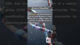 DNA Methylation simplified [upl. by Caspar]