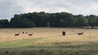 Pablo chasing deer in Richmond Park hoping to see Fenton [upl. by Banna]