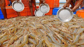 Vannamei Shrimp Fish Farming Harvesting Process  ShrimpPrawns Fish Farming [upl. by Ocir367]