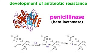 MethicillinResistant Staphylococcus aureus MRSA [upl. by Lazaro]