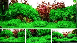 Aquarium  Plant Trimming  Garden Style [upl. by Anai]