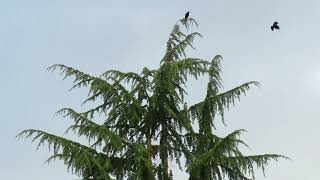 100224 Juv Coopers Hawk vs Crows Kent Wa 1163163 [upl. by Thaxter67]