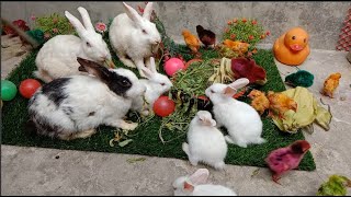 Catch Millions Cute Giant Chickens Giant Colorful Chickens Cats Rabbits Ducks Cute Animals [upl. by Ahsyekat16]