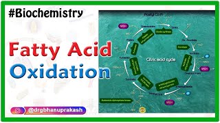 Fatty AcidOxidation  Beta oxidation of fatty acids  Biochemistry Animations [upl. by Silliw50]