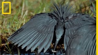 Ces oiseaux imitent le nénuphar pour piéger des poissons [upl. by Alleoj]