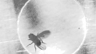 Male fruit fly Drosophila perform courtship behavior all by himself [upl. by Alam]