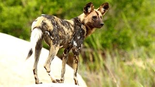 Wild dog Mating [upl. by Nonah]