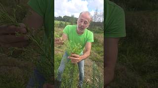 Guernsey fleabane erigeron sumatrensis invasivespecies gardening permaculture adventure [upl. by Burkhardt]