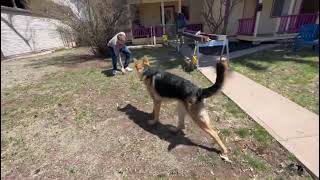 Benny Goes Home Rehabilitating aggressive dogs using Ivan Balabanovs TWC is the best way [upl. by Yager374]