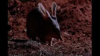 The Bilby Brothers TRAILER [upl. by Emelina]