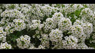 Watering Carpet Of Snow Alyssum Flower [upl. by Burns]