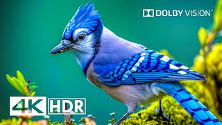 4K HDR 120 FPS  Dolby Vision [upl. by Newra734]