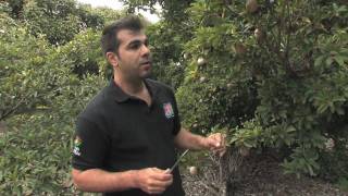 Sapodilla with the Tropical Fruit Growers of South Florida [upl. by Nonie]