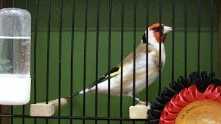 DKB  Schau 2016 Vogelausstellung in Bad Salzuflen [upl. by Jules]