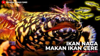 IKAN NAGA MAKAN IKAN CERE  IKAN PALMAS ORNA  POLYPTERUS ORNATIPINNIS PREDATOR FISH [upl. by Eyllom]