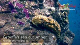 Sea cucumbers Holothuroidea of Moalboal [upl. by Einnov]