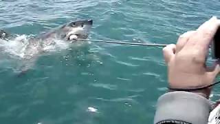 Shark Attack in Gansbaai South Africa [upl. by Eveline]