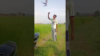 pigeon video 🕊️🥰😍 pigeon pigeontraning bird kabutor dostistatus youtubeshorts [upl. by Yrral]