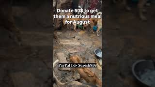 Stray dog Rescue  Rescued Stray puppiesSave Animals shorts dogs [upl. by Morrie]