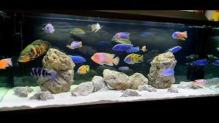 Mixed AfricanAmerican Cichlid Tank  238 Gallon [upl. by Akcimat]