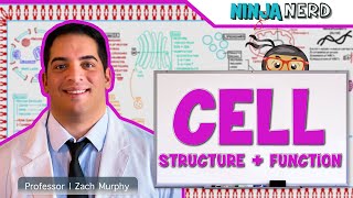 Cell Biology  Cell Structure amp Function [upl. by Hartfield]