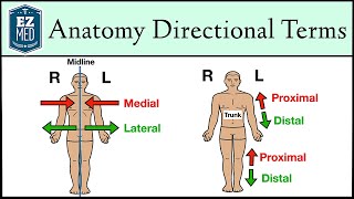 Anatomical Position and Directional Terms Anatomy MADE EASY [upl. by Ellehsim]