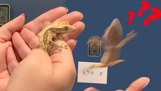 Handling and Taming A CRESTED GECKO [upl. by Yenhoj]