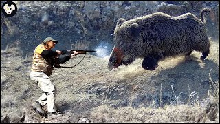 How Farmers Deal With Million Of Wild Boars By Hunting Dog  Wild Boar Attack [upl. by Curhan]