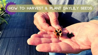 Expert Tips for Successful Harvesting and Planting of Daylily Seeds [upl. by Hogarth]