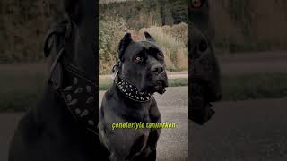 Kangal vs Cane Corso Sizce Sonuç Ne Olur [upl. by Eintirb]