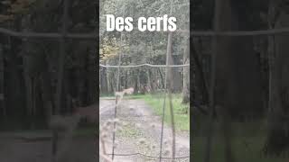 Des cerfs cerf imaginedragons music chance [upl. by Vena]