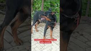 Doberman Vs German shepherd doberman germanshepherd Dog [upl. by Sualocin312]