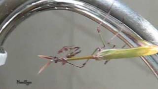 סוסתהשד המצויה  Empusa fasciata צולם בשומרון [upl. by Nageem]