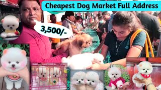 Cheapest Dog Market In India  Pomeranian dog  Teacup dog  Toy pom dog  dog Market full address [upl. by Oiliruam15]