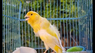 Yellow Canary Bird Singing  Canary Singing best video to training canaries [upl. by Hersh643]