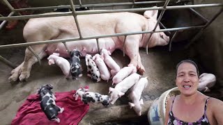 Busy Morning Delivering Piglets [upl. by Jermaine896]