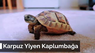 Karpuz Yiyen Kara Kaplumbağası Şerafettin [upl. by Himelman624]