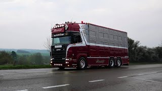 Livestock Transport Pandolfi  Scania 164L V8 480 [upl. by Marci]