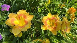 How to Plant amp Grow Bare Root Daylilies [upl. by Gadmann]