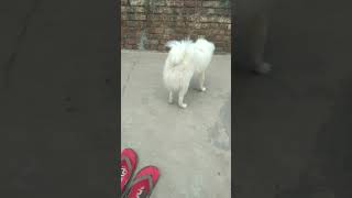 my Indian Pomeranian dog [upl. by Cook]