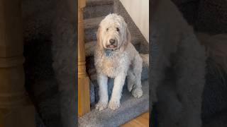 Look at this distinguished gentleman dogs dogfunny fyp dogsofyoutube dogsoftiktok cutedog [upl. by Rebme]