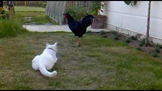 Chicken teaches Cat how to catch a Mouse [upl. by Chiles]