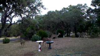 Dog chases Deer funny [upl. by Muriel577]