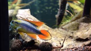 apistogramma agassizii Double Red couple [upl. by Dan]